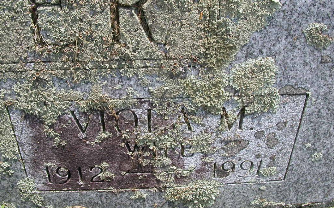Vesper, Viola