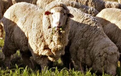 Jan Albers – “Vermont’s Merino Miracle: Lessons from a Landscape of Lambs”